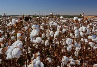 Coração do algodão no Brasil pulsa sob efeito de agrotóxicos