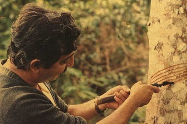 Como Brasil inovou para a proteção das florestas